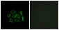 ERD22 Antibody